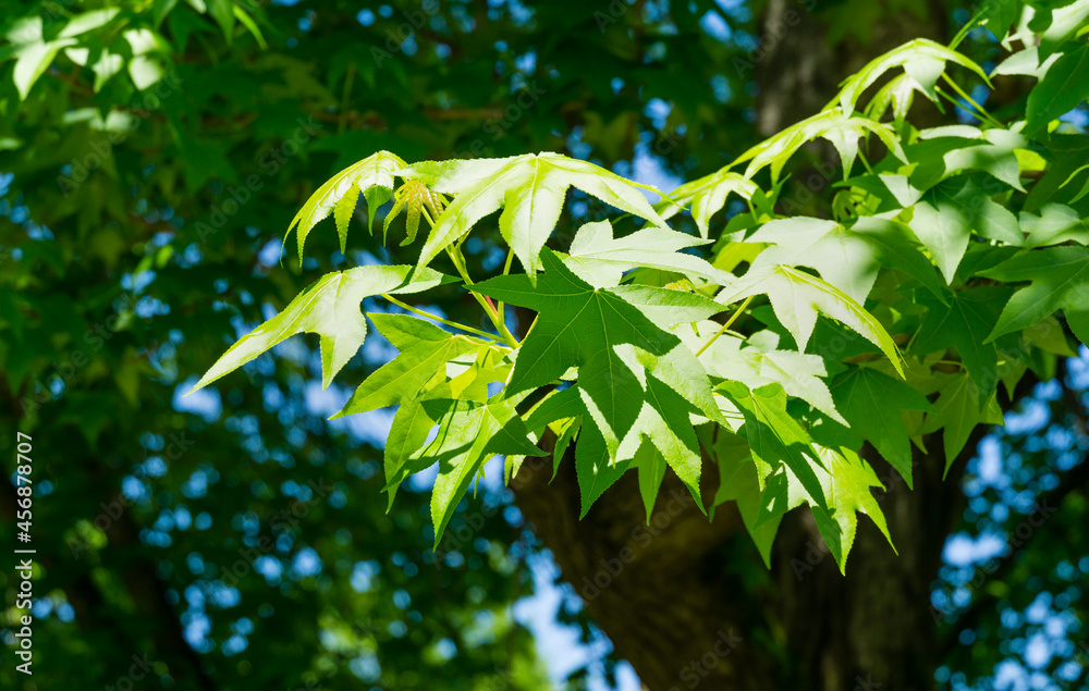 Fototapeta premium Close-up of green leaves Liquidambar styraciflua (American sweetgum) in spring Arboretum Park Southern Cultures in Sirius (Adler) Sochi. Amber tree in sunny day