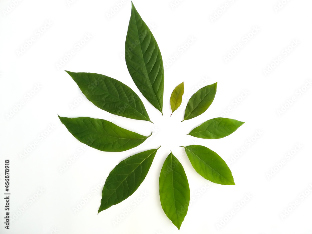 Green leaves isolated on white background. Avocado leaf lies on white surface. Natural background. Leaf texture. Green leaves isolated on white background. Avocado leaf lies on white surface. Natural background. Leaf texture.