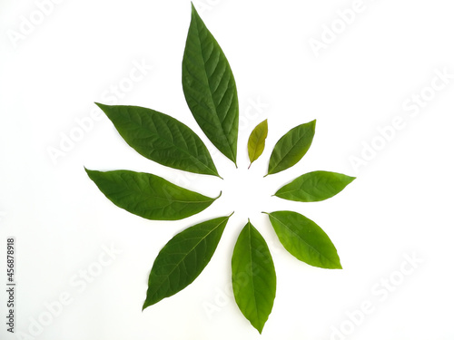 Green leaves isolated on white background. Avocado leaf lies on white surface. Natural background. Leaf texture. © ksjundra07