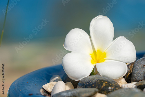 Plumeria white flower and beach background. pagoda on rock beach  Summer concept .