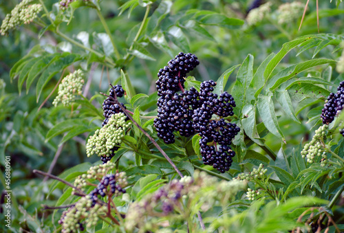 Black Herbal Elderberry
