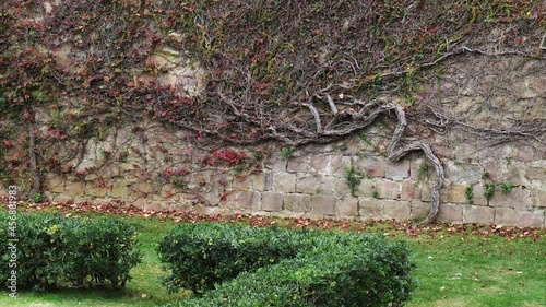 Colorful autumn Boston Ivy on stone wall in a park. Parthenocissus tricuspidata photo