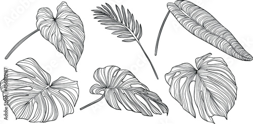 Leaves isolated on white. Tropical leaves. Hand drawn vector illustration