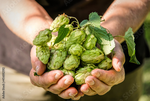 Handful of fresh green hop cones