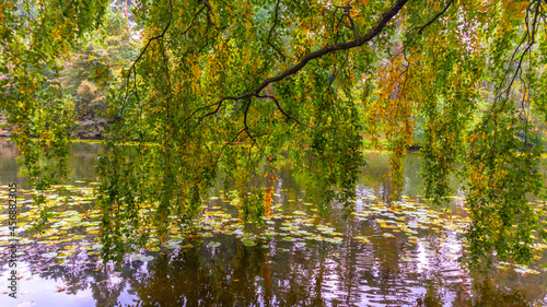 Landscape of a wild lake through the foliage of the autumn forest.
