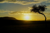 Early morning scenery of the savanna illuminated by sunrise (Masai Mara National Reserve, Kenya)