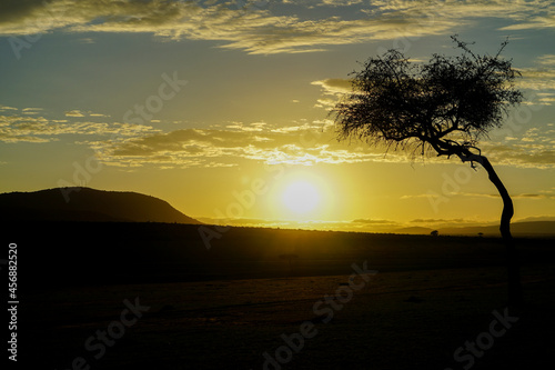 Early morning scenery of the savanna illuminated by sunrise (Masai Mara National Reserve, Kenya)