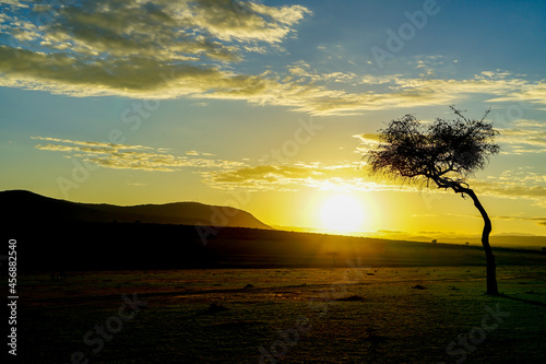 Early morning scenery of the savanna illuminated by sunrise  Masai Mara National Reserve  Kenya 