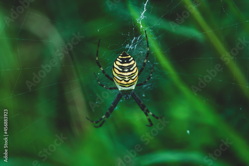 Wasp spider on cobweb in autumn field. Striped Argiope bruennichi arachnid