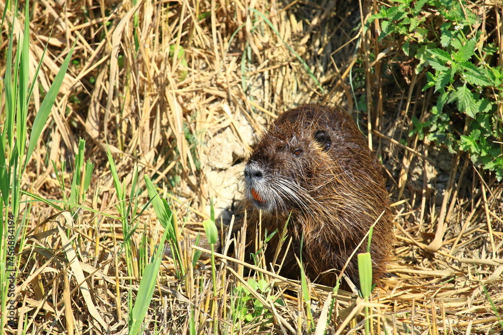 Coypu (Myocastor coypus) also known as Nutria, in nature Coypu (Myocastor coypus) also known as Nutria, in nature