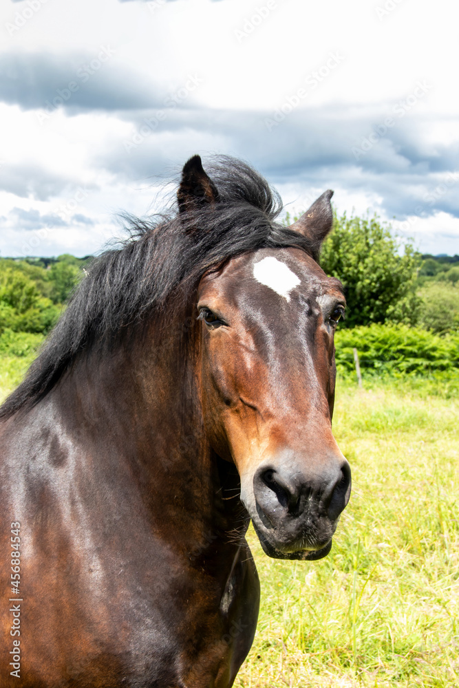 Fototapeta premium Cheval anglo-arabe en portrait
