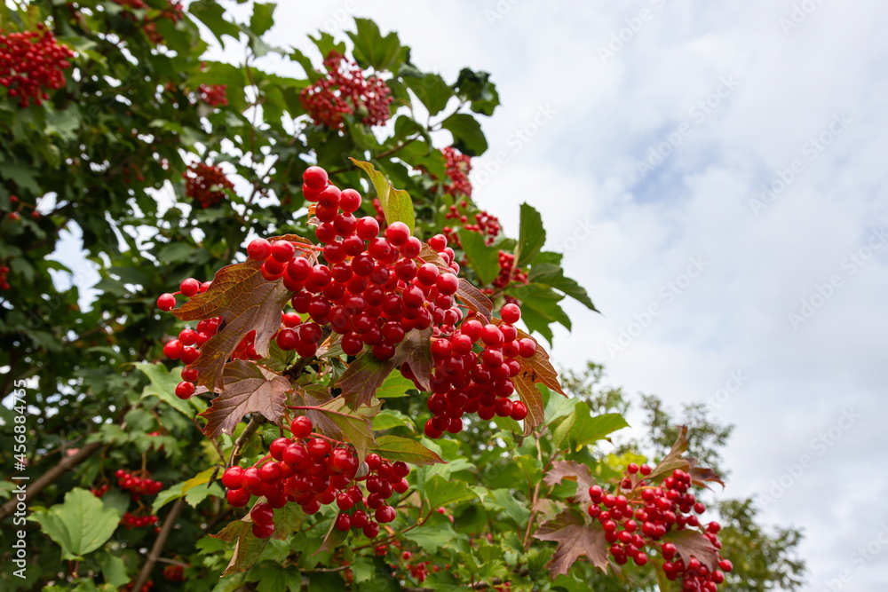 Autumn branch viburnum during the rain, falling drops. Ripe juicy red berries viburnum opulus, green leaves. Harvest, fall background Autumn branch viburnum during the rain, falling drops. Ripe juicy red berries viburnum opulus, green leaves. Harvest, fall background