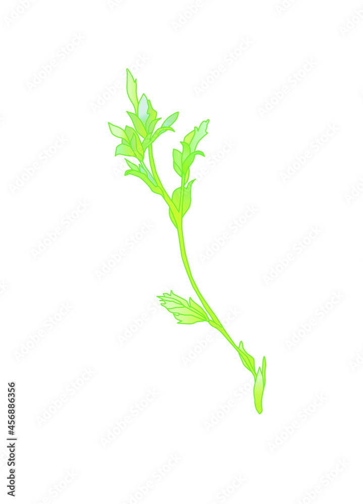 Fototapeta premium Wildflowers. Buttercups. Flowers line drawn on watercolor background.