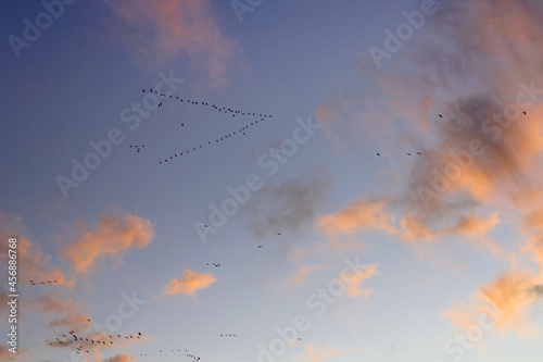 Autumn sunset skyline with migratory birds. Scandinavia