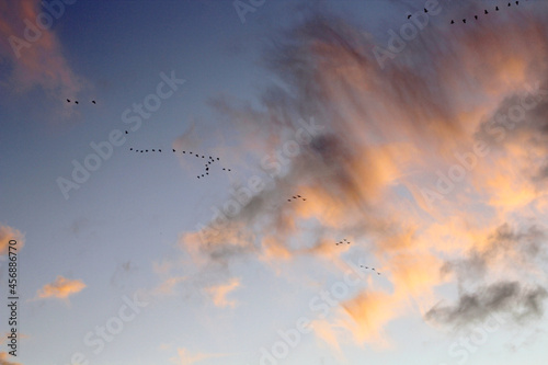 Autumn sunset skyline with migratory birds. Scandinavia