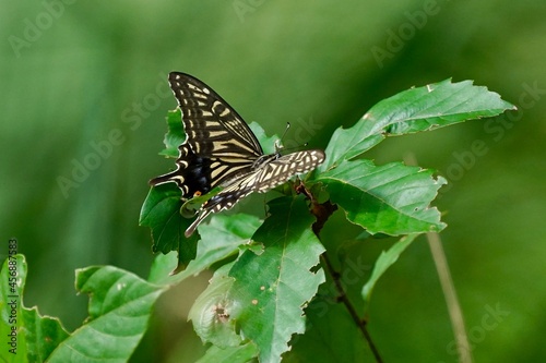 butterfly on a leaf