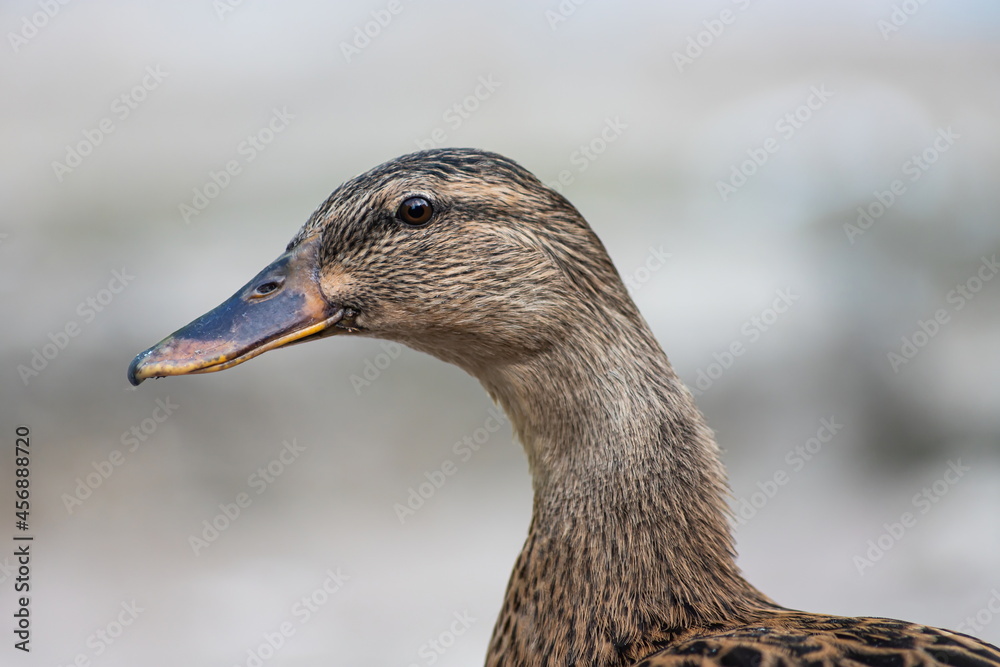 Detailed portrait Photo of a female wild duck Detailed portrait Photo of a female wild duck