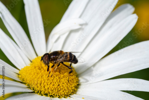 Bee on a flower (Macro Photography)