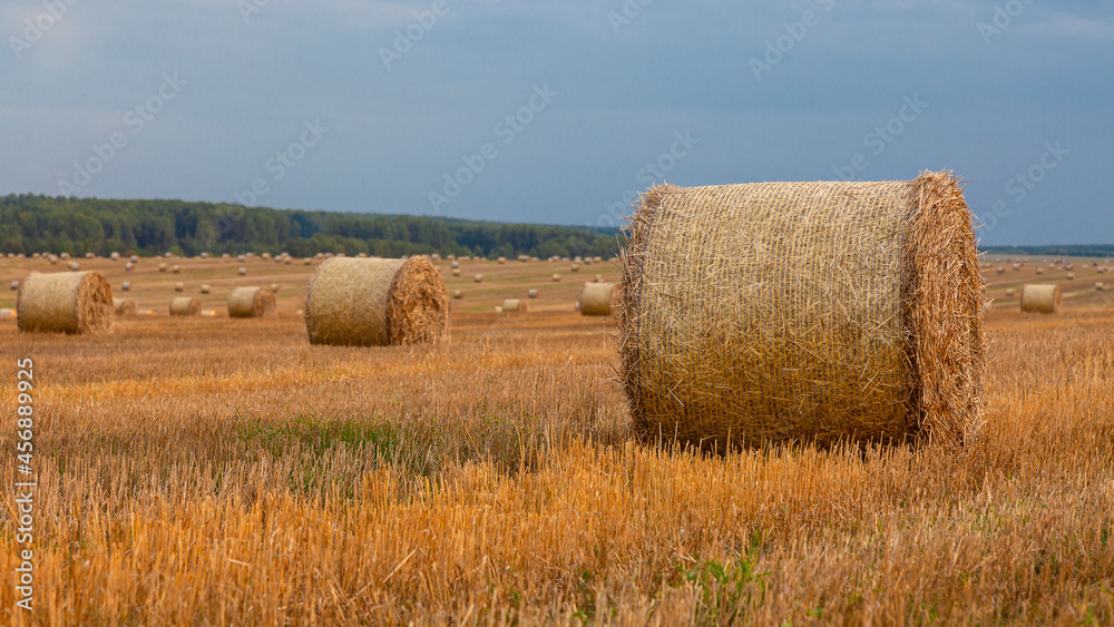 Straw rolled into rolls lies on a mown field against the backdrop of a green forest
