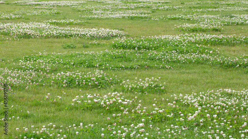 Meadow with large spots of white clover (Trifolium repens)