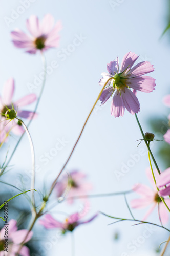 Blurred image of pink, summer flowers against a blue sky. Summer background. © Iryna