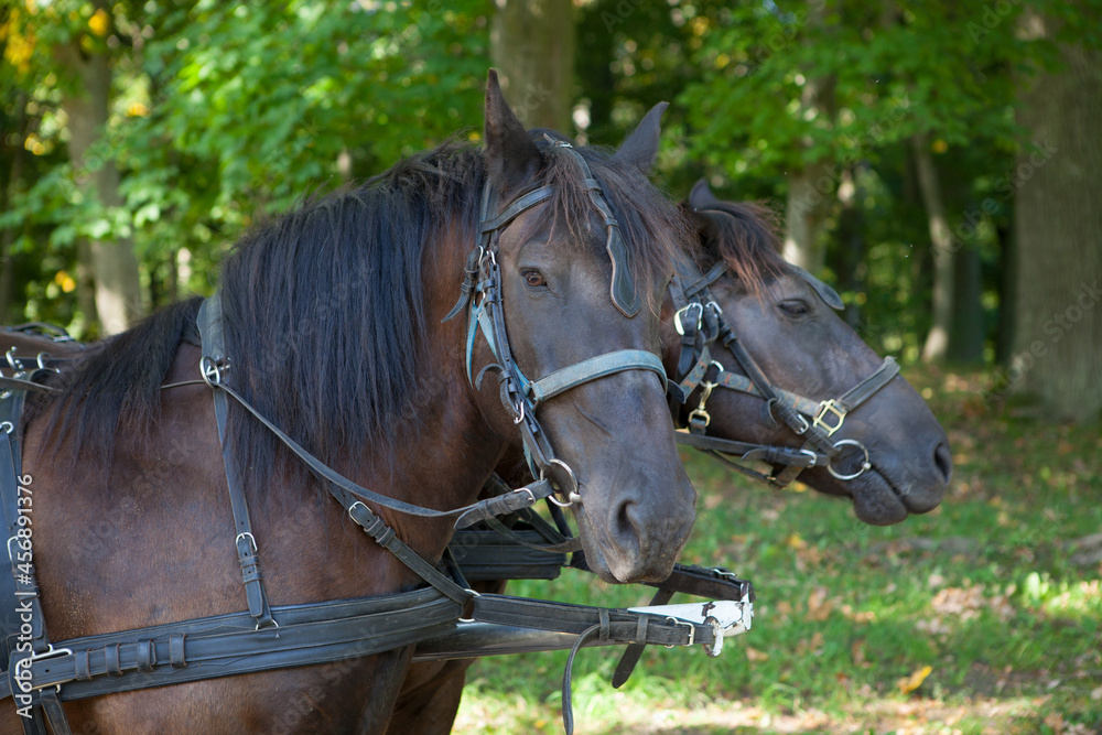 Fototapeta premium Portrait of the heads of two black dark brown horses loaded in harness. Summer park farmstead.