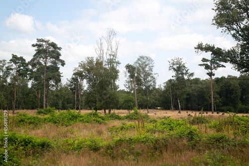 Heathland nature reserve Paardenslenkte, Tubbergen, Overijssel, Netherlands photo