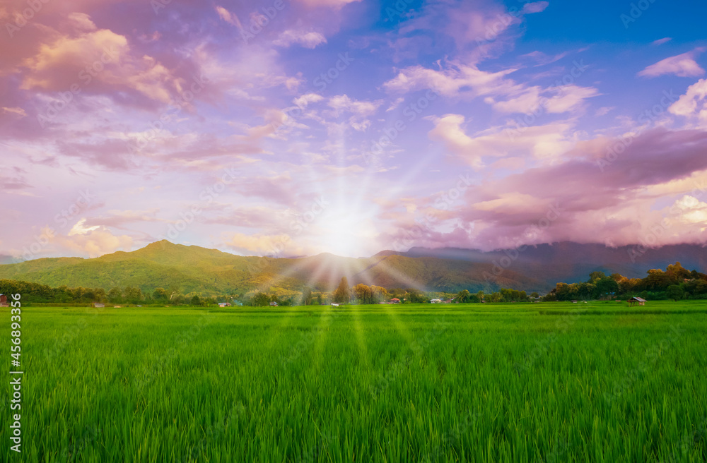 Green fields in the rainy season and blue sky beautiful natural scenery