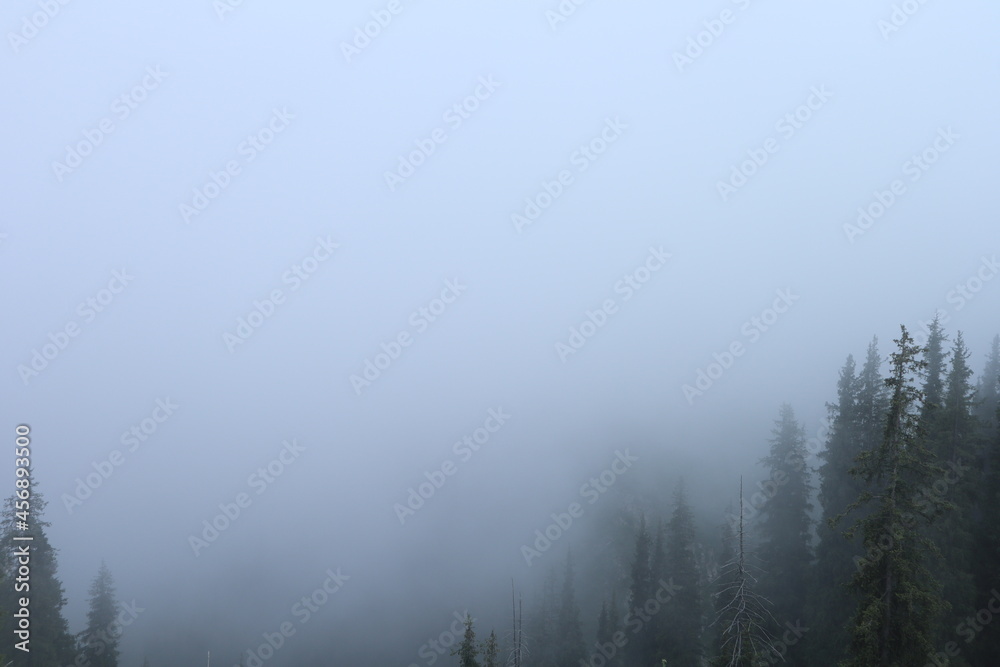 forest in foggy mountains, nature in mountains forest in foggy mountains, nature in mountains
