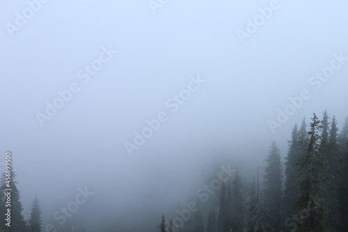 forest in foggy mountains, nature in mountains