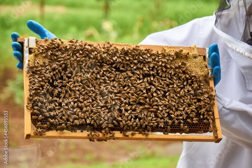 ミツバチ 養蜂 みつばちの巣