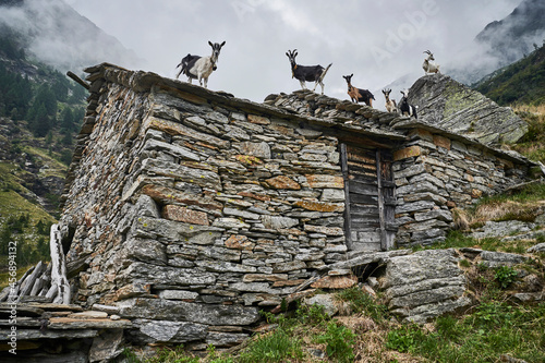 Geissen auf Steindach photo