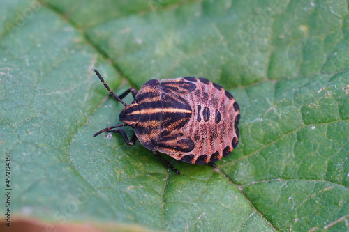 Closeup on a nymph of the striped bug, Graphosoma lineatum photo