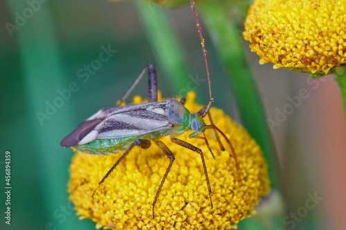 Closeup on the Lucerne or  alfalfa plant bug, Adelphocoris lineo photo