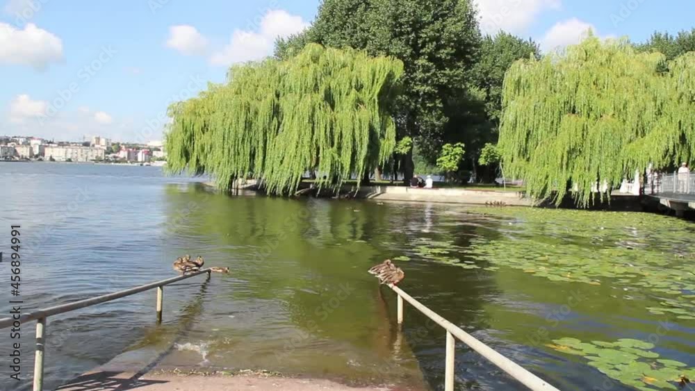 City Lake. Wild ducks rest on the lake in the morning. sunny summer day. Weeping willows on the shore.