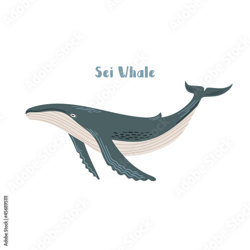 Vector Sei whale. Cartoon illustration on white background for sticker  design