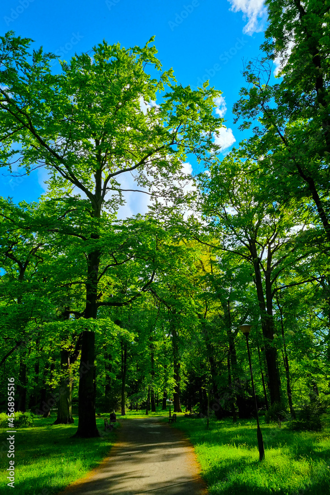 A picturesque hiking trail in greenery and trees on a sunny day. A picturesque hiking trail in greenery and trees on a sunny day.