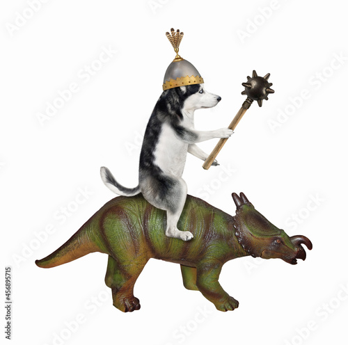 A dog husky knight in a helmet with a spiked mace is riding a war triceratops. White background. Isolated.