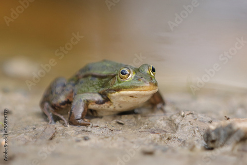 Teichfrosch