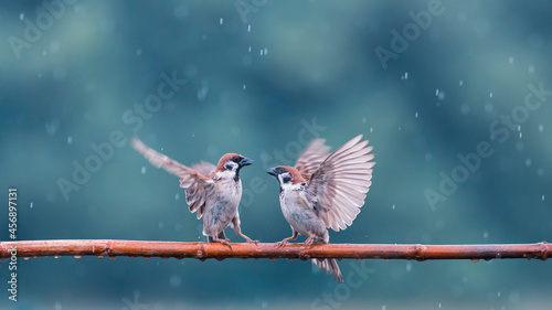 two small funny birds sparrows sit on a branch in the garden under the cold a...