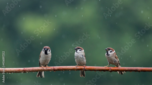 funny little birds sparrows are sitting on a branch in the garden under the cold autumn rain