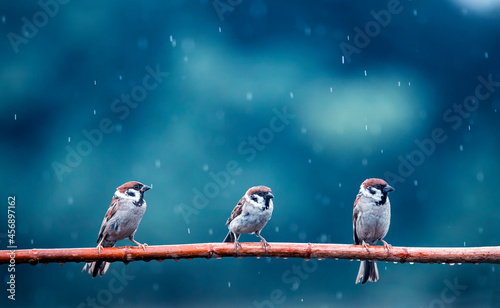 funny little birds sparrows are sitting on a branch in the garden under the c...