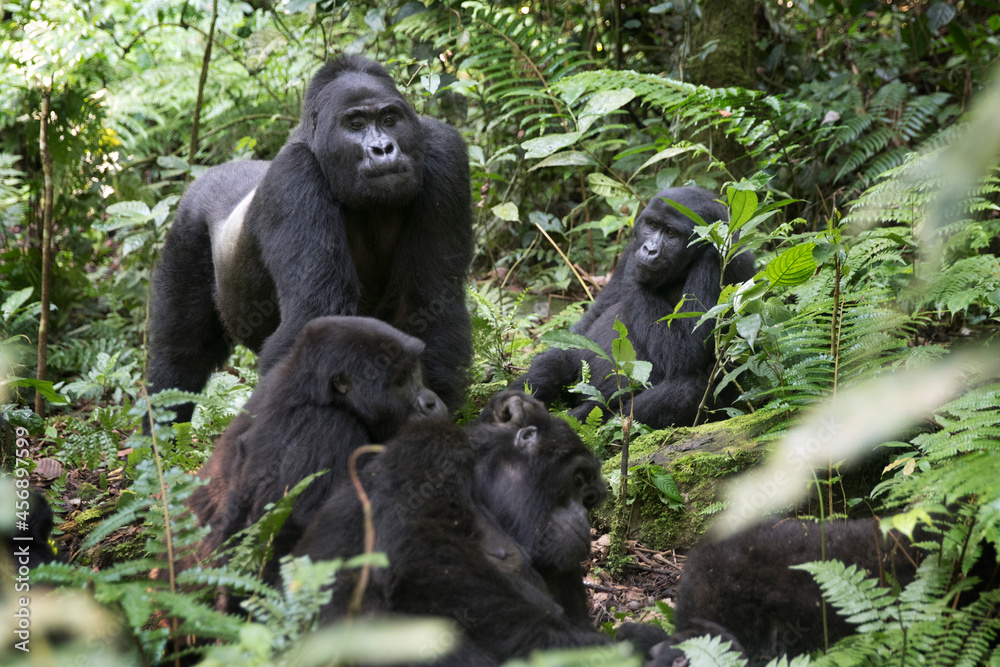 Mountain gorilla family in its natural african rainforest habitat - obrazy, fototapety, plakaty 