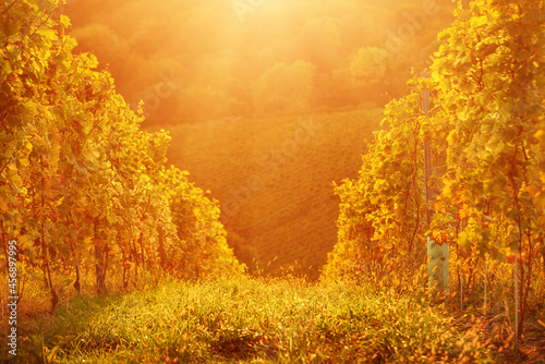 Vineyards row in Slovenia