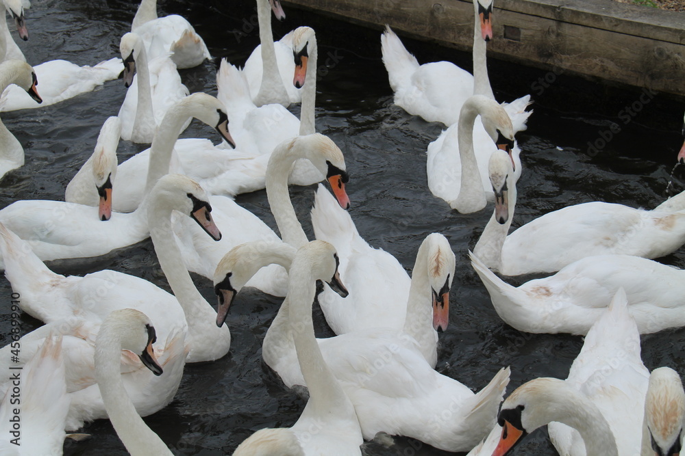 Obraz premium A Group of White Swans Together on the Water.