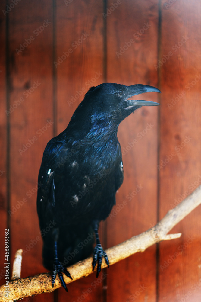Fototapeta premium black raven sitting on a branch. High quality photo