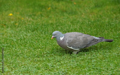 garden,grass,pigeon,bird