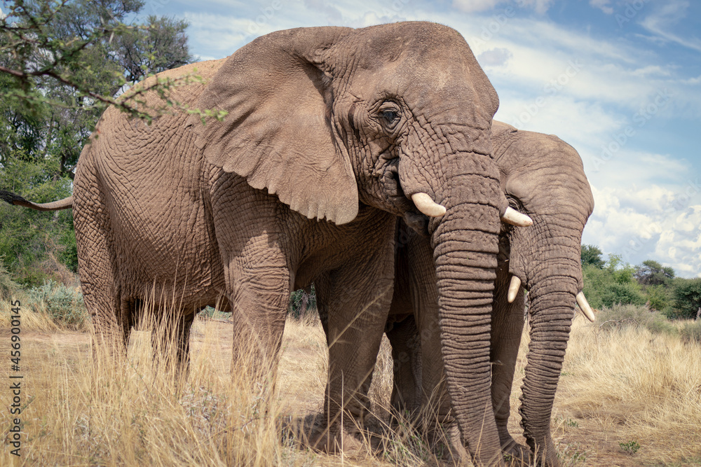 Fototapeta premium African elephants, walking through the lush grasslands of Etosha National Park, Namibia.