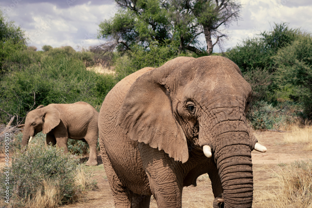 Fototapeta premium African elephants, walking through the lush grasslands of Etosha National Park, Namibia.