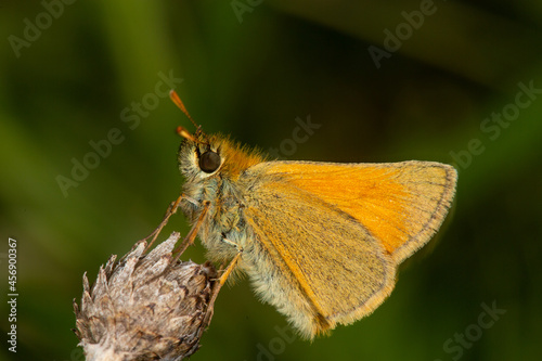 Skipper Butterfly